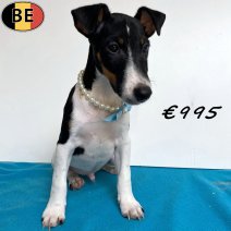 Engelse Fox 050825 M(BE2161) 101125.jpg