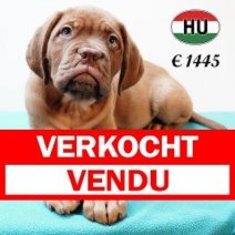 Bordeaux Dog 310525 M (HU33665) 170925.jpg