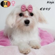 Havanezer Kaja 010725 F(BE2209) 311025.jpg