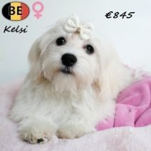 Havanezer Kelsi 010725 F(BE4169) 311025.jpg