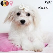 Havanezer Kiki 010725 F(BE4964) 311025.jpg