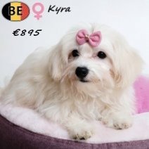 Havanezer Kyra 010725 F(BE4851) 311025.jpg