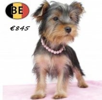 Yorkshire 050725 F (BE6739) 211025.jpg