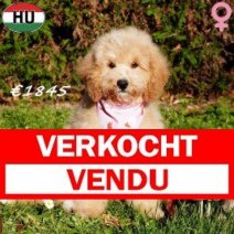 Cockapoo 300625 F(HU7334) 101125 Verkocht - Vendu.jpg