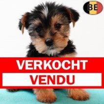 Yorkshire Terrier 250825 M(BE0919) 291025 Verkocht - Vendu.jpg