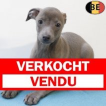 Italiaanse Windhond 310725 M(BE0948) 271025 Verkocht - Vendu.jpg