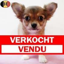 Chihuahua 020925 F(BE4403) 291025 Verkocht - Vendu.jpg
