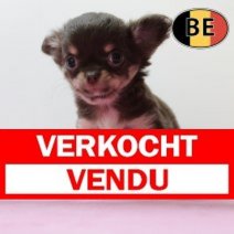 Chihuahua 200825 F (BE4875) 241025 Verkocht - Vendu.jpg