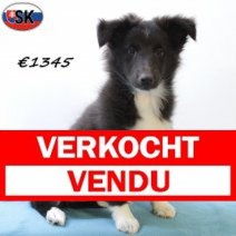 Sheltie 140625 M(SK0409) 171025 Verkocht - Vendu.jpg
