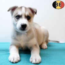 Husky 130925 M(BE0883) 121125.jpg