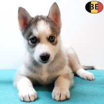 Husky 130925 M(BE0852) 121125.jpg