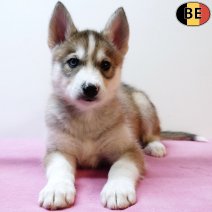 Husky 130925 F(BE0760) 121125.jpg