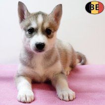 Husky 130925 F(BE0855) 121125.jpg