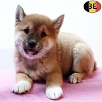 Shiba Inu 140925 F(BE2951) 121125.jpg