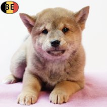 Shiba Inu 140925 F(BE6712) 121125.jpg