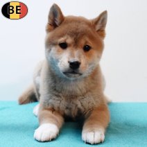 Shiba Inu 140925 M(BE6680) 121125.jpg