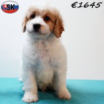Cavapoo 240725 M(SK6437) 121125.jpg