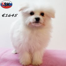 Pomapoo 240625 F(SK8940) 121125.jpg