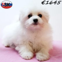 Pomapoo 240625 F(SK8935) 121125.jpg