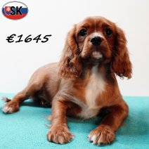 Cavalier King Charles 300625 M(SK7014) 121125.jpg