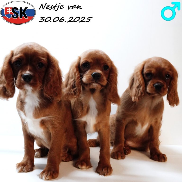 Cavalier King Charles nestje van 300625 (SK).jpg