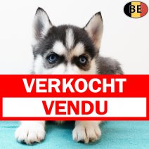 Husky 130925 M(BE0863) 121125 verkocht - vendu.jpg