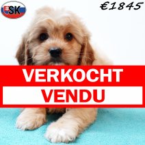 Cavapoo 240725 M(SK6450) 121125 verkocht - vendu.jpg