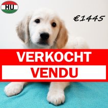 Golden Retriever 140725 M(HU3723) 121125 verkocht - vendu.jpg