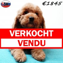 Cavapoo 240725 M(SK6447) 121125 verkocht - vendu.jpg