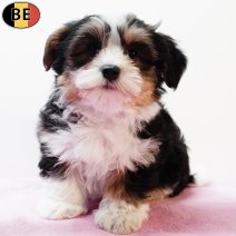 Havanezer 080925 F(BE5227) 141125.jpg