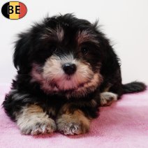 Havanezer 080925 F(BE4712) 141125.jpg