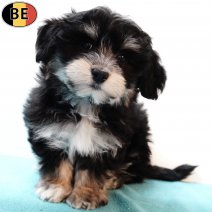 Havanezer 080925 M(BE4190) 141125.jpg