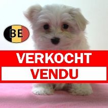 Maltezer 020925 F (BE4277) 061125 verkocht - vendu.jpg