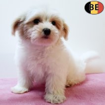 Havanezer 080925 F(BE5055) 141125.jpg