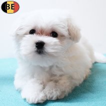 Maltezer 200825 M(BE4332) 141125.jpg