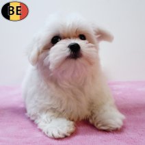 Maltezer 020925 F(BE3573) 141125.jpg