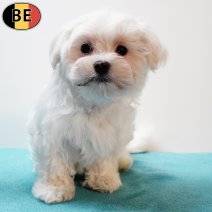 Maltezer 200825 M(BE3754) 141125.jpg