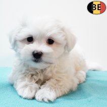 Maltezer 020925 M(BE5090) 141125.jpg