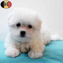 Maltezer 200825 M(BE4419) 141125.jpg