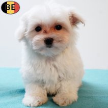 Maltezer 020925 M(BE4630) 141125.jpg