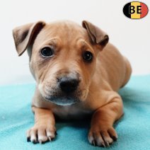 Amerikaanse Staffordshire Terrier 200925 M(BE1015) 141125.jpg