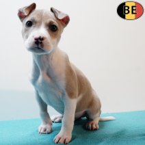 Amerikaanse Staffordshire Terrier 200925 M(BE1068) 141125.jpg