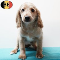 X Cockapoo 010925 M(BE1077) 141125.jpg