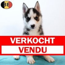 Husky 130925 M(BE0763) 141125 Verkocht - Vendu.jpg
