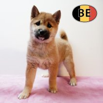 Shiba Inu 040925 F (BE7553) 151125.JPG