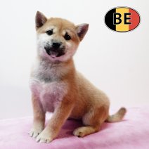 Shiba Inu 040925 F (BE7712) 151125.JPG