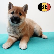 Shiba Inu 040925 M (BE4409) 151125.JPG