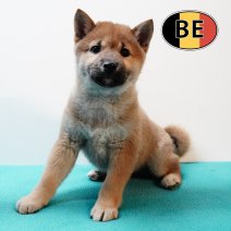 Shiba Inu 040925 M (BE5167) 151125.JPG