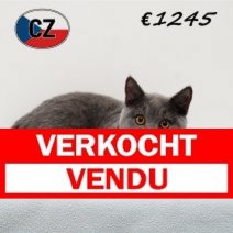 Britse korthaar 090625 M (CZ6388) 051125 Verkocht - Vendu.jpg