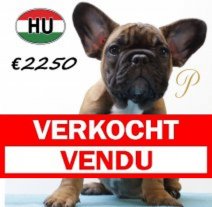 Franse Bulldog 300625 M (HU9409) 151025 Verkocht - Vendu.jpg